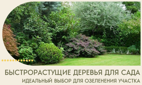 Быстрорастущие деревья для сада идеальный выбор в Раменском