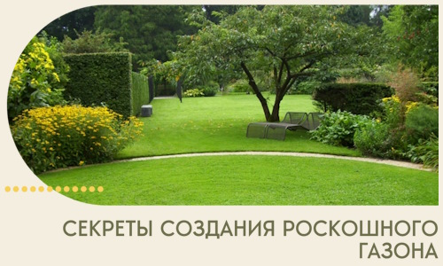 Секреты создания роскошного газона в Раменском